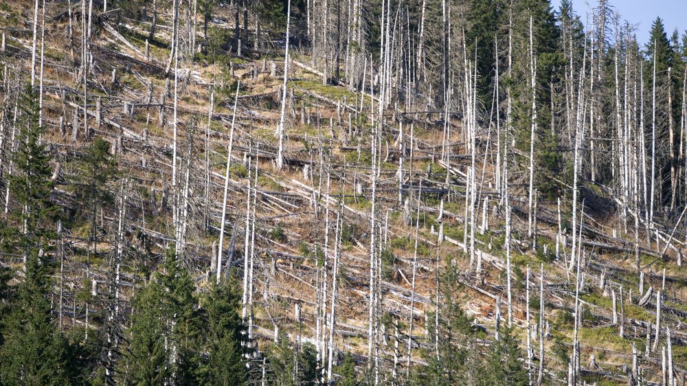 Mrtvé dřevo ročně uvolní uhlík ve výši celosvětových emisí z fosilních paliv